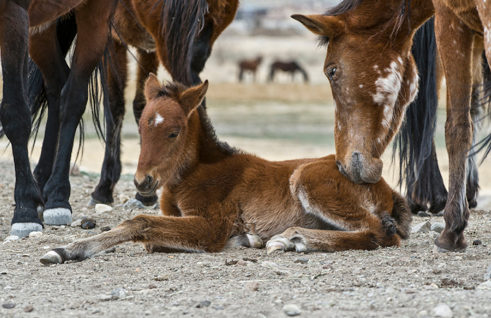 Mare Checking On Her Foal Photography Art | Great Wildlife Photos, LLC