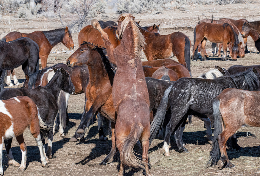 Stallion Lecturing Herd Photography Art | Great Wildlife Photos, LLC