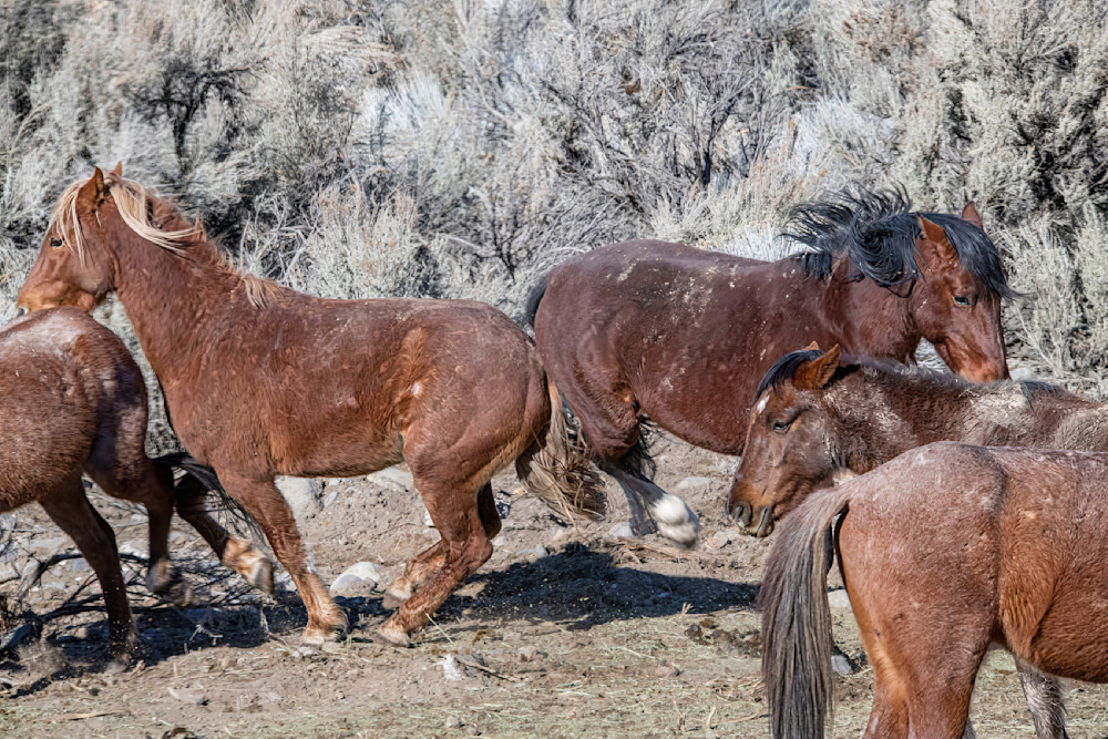 Stallions Kicking Photography Art | Great Wildlife Photos, LLC