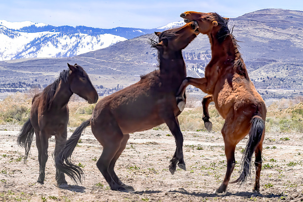 Two Stallions Rearing And Playing Photography Art | Great Wildlife Photos, LLC
