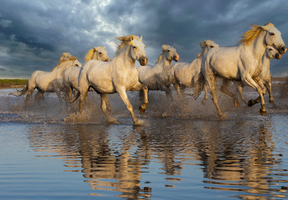 Wild Horses Of France Photography Art | Doug Adams Photography