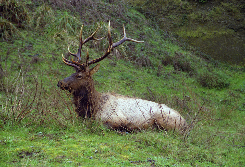 Elk Ca 2004  Sampl Photography Art | John Wolf Photo