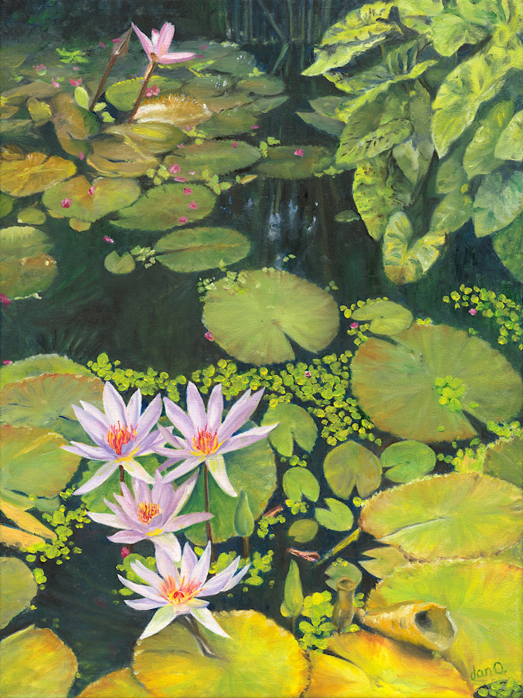 pink water lillies, 7/25/22, 4:25 PM,  8C, 9000x12000 (0+0), 150%, Custom,  1/40 s, R72.7, G32.6, B35.4