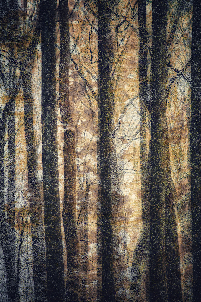 Forest Dreams Photography Art | Spartana Photography