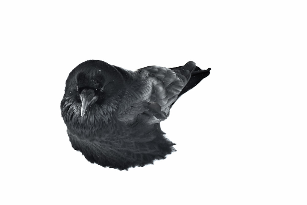Cloaked raven in winter. Yellowstone 2018