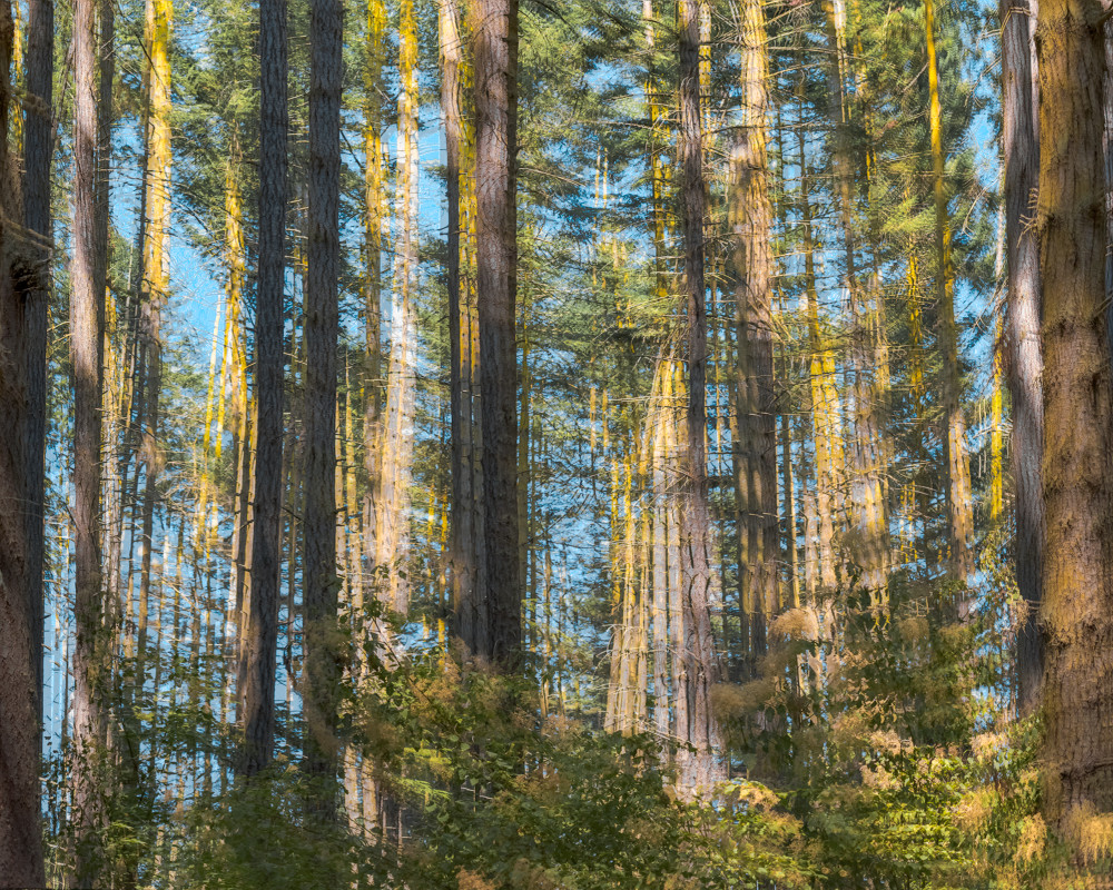 Forest Movement Art | James Alfred Friesen