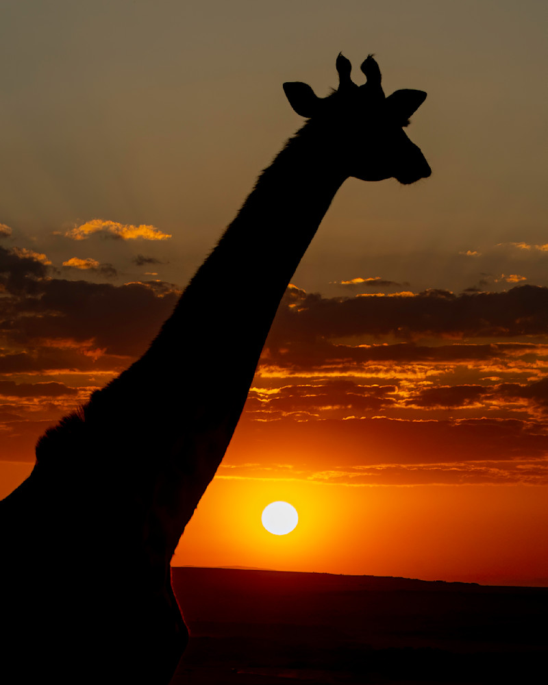 Maasi Giraffe Silhouette  Photography Art | Tom Ingram Photography