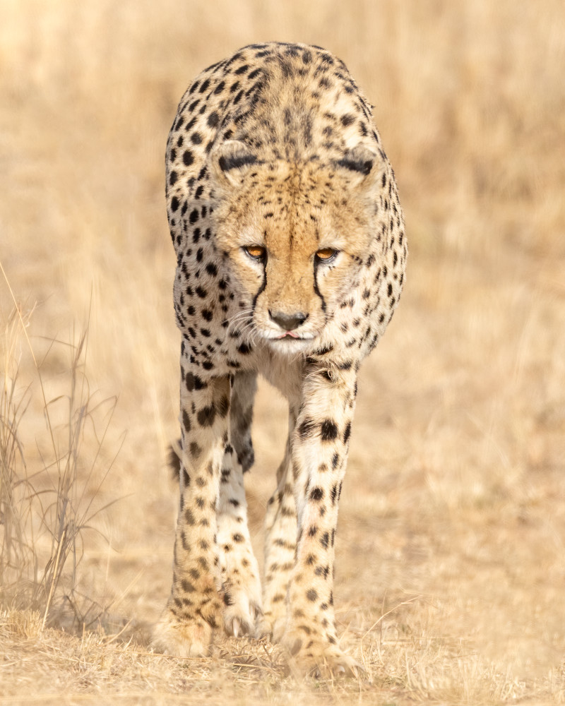 Cheetah Male On The Hunt Photography Art | Tom Ingram Photography