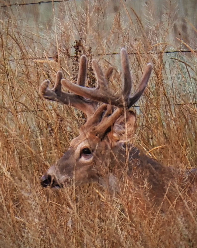 Whitetail Magic! Photography Art | Touched by Nature
