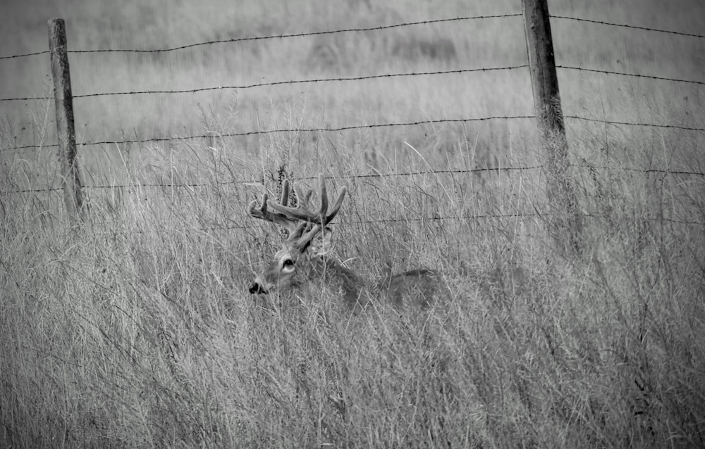 Late Summer Whitetail! Photography Art | Touched by Nature