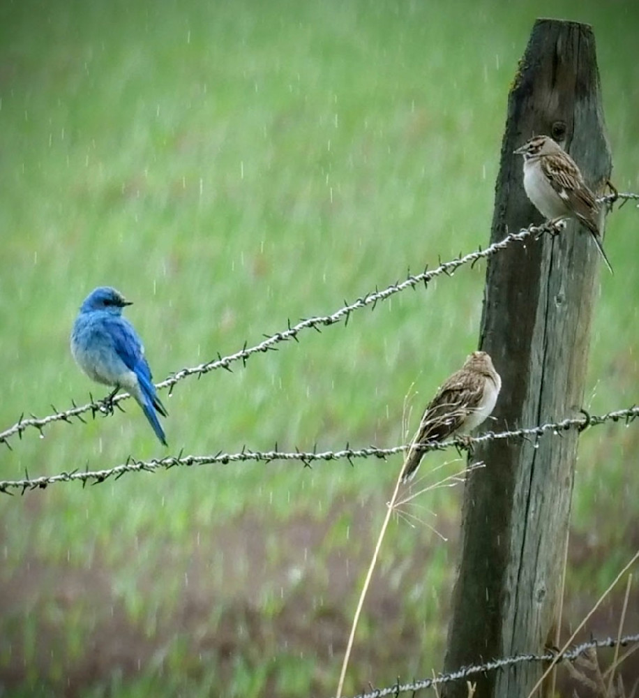 Bluebird Buddies! Photography Art | Touched by Nature