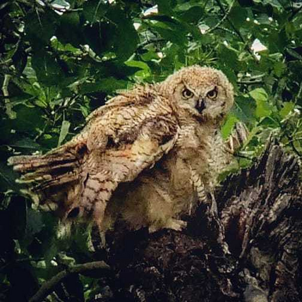 Ruffled Up Owlet! Photography Art | Touched by Nature
