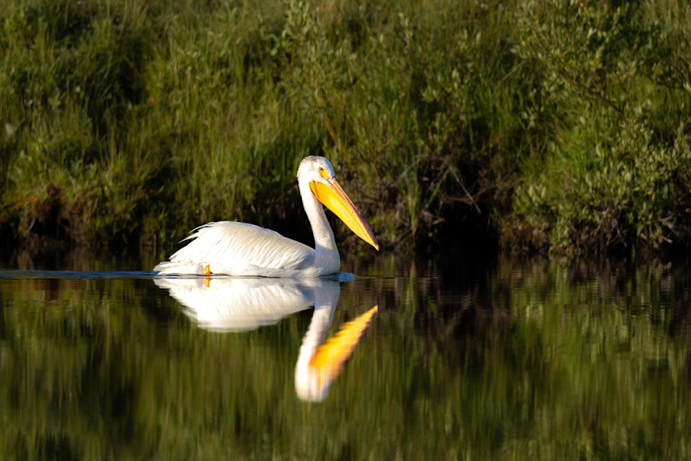 American White Pelican Photography Art | Jeremy Parker Photographer