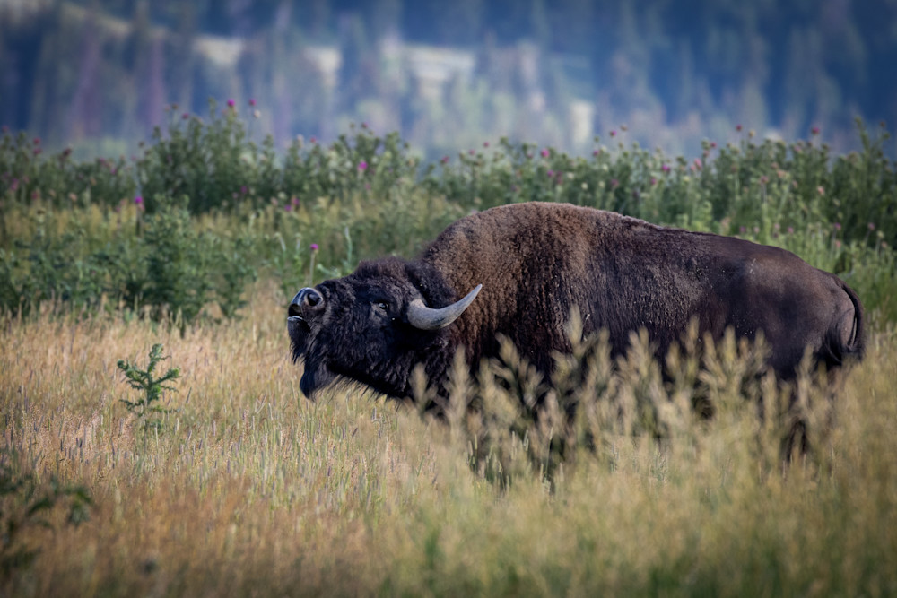 Bison Photography Art | Jeremy Parker Photographer