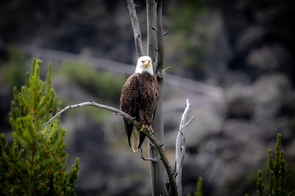 Bald Eagle Photography Art | Jeremy Parker Photographer
