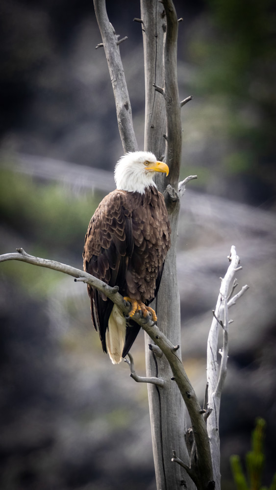 Bald Eagle Photography Art | Jeremy Parker Photographer