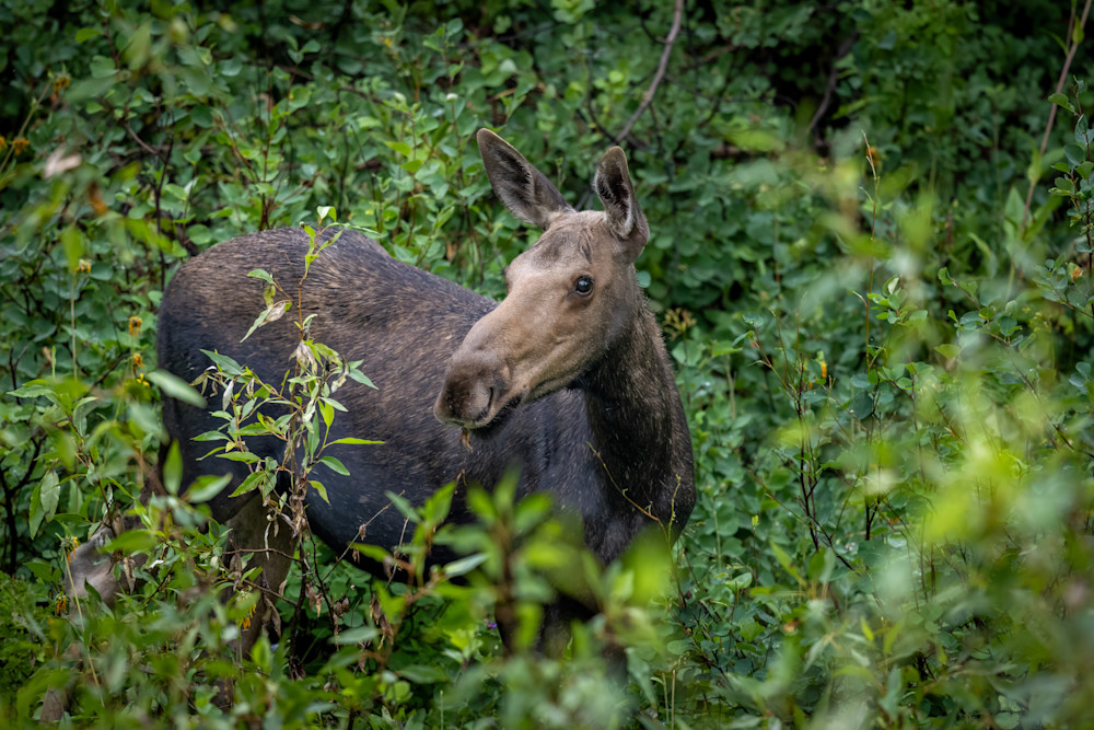 Cow Moose Photography Art | Jeremy Parker Photographer