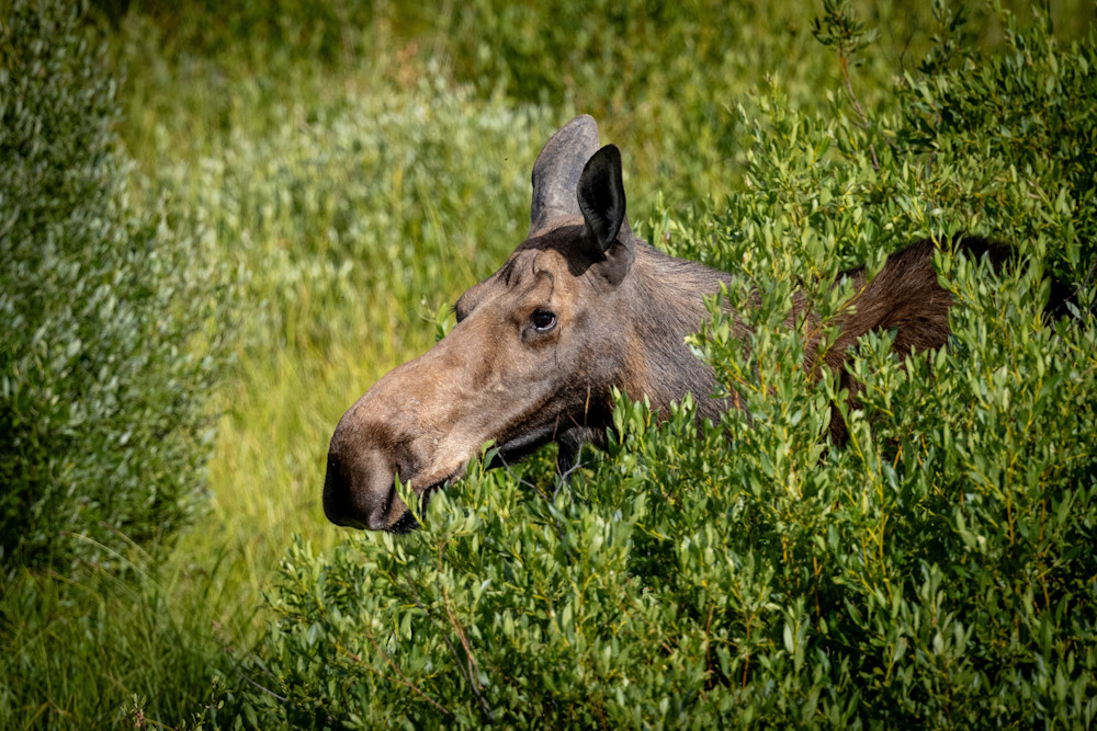 Cow Moose  Photography Art | Jeremy Parker Photographer