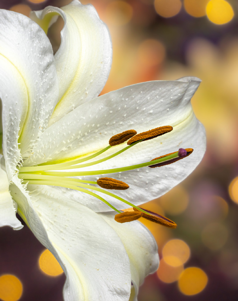 Lily Party #1