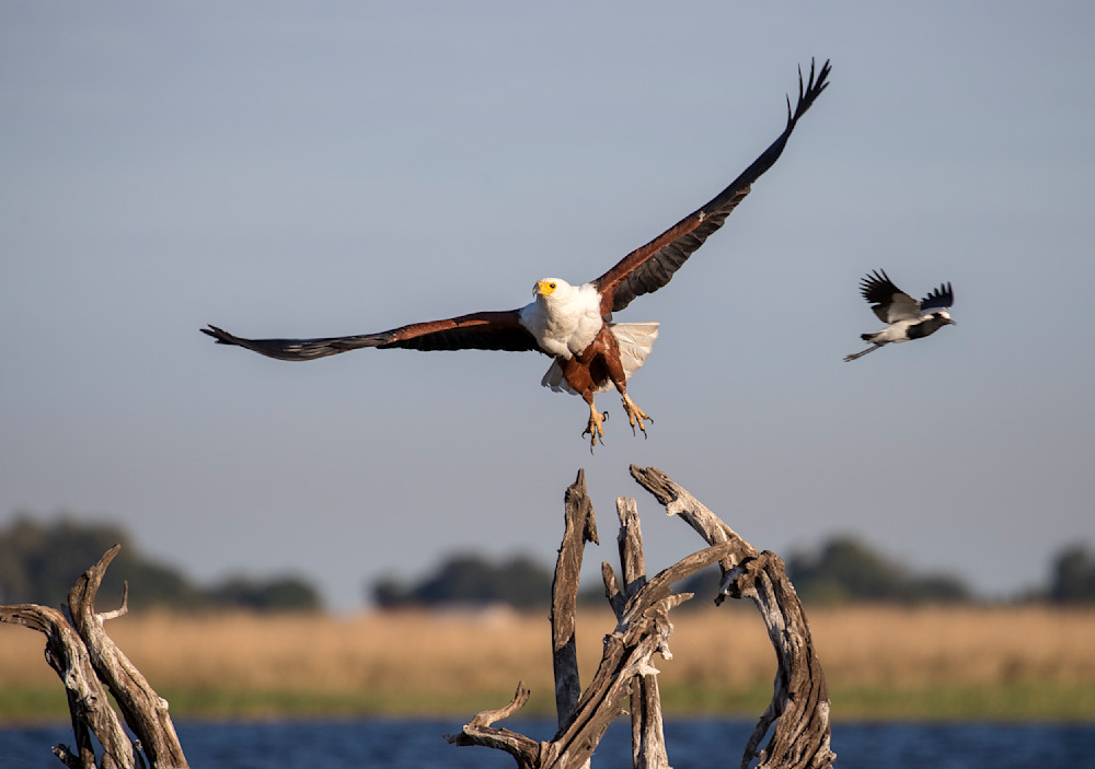 Botswana Photo Tour