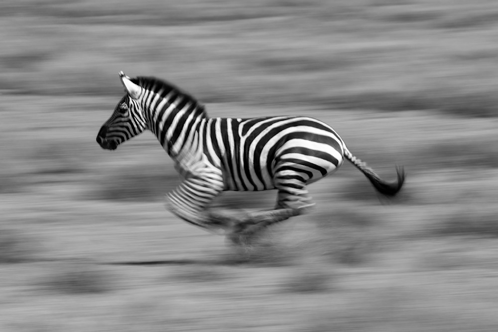 Tanzania - African Safari