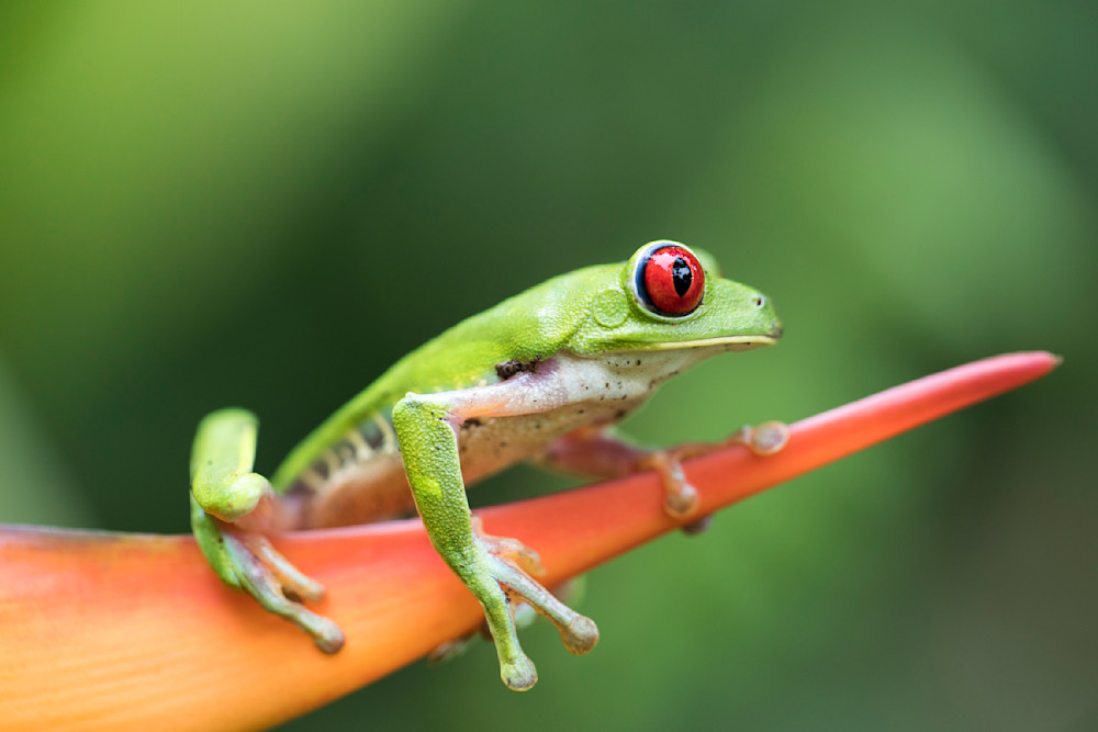 Red Eyed Tree Frog Photography Art | Jeff Cable Photography