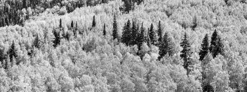 Bw Colorado Trees Photography Art | OMS Photo Art Store