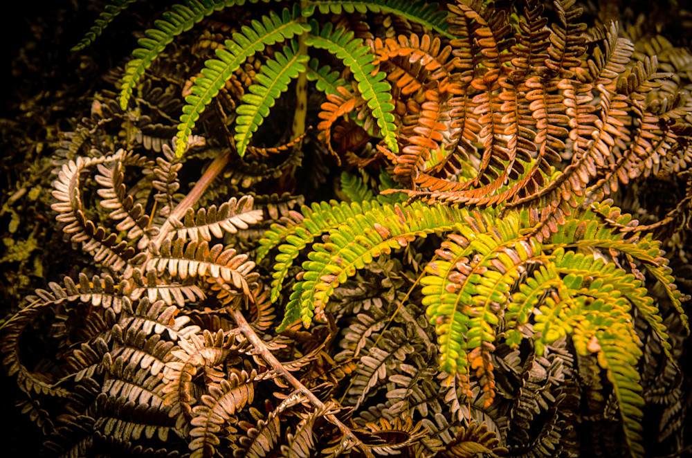 Haleakala Crtr Ferns Photography Art | Judith Anderson Photography