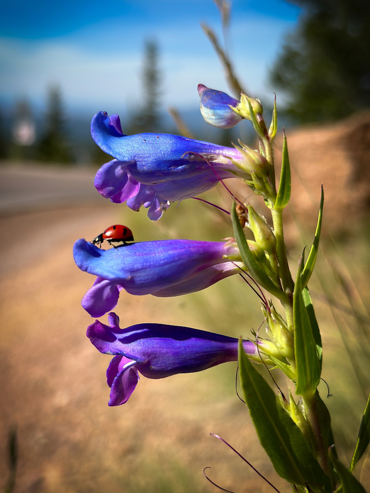 Pikes Peak Lady Bug Photography Art | DCD Dixon Fine Art Photography