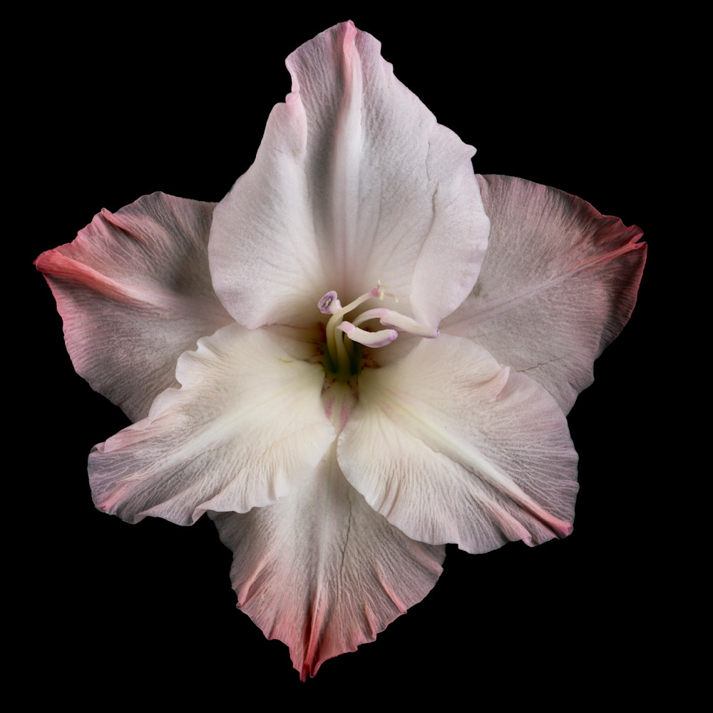 Gladiolus Photography Art | 30acreimaging