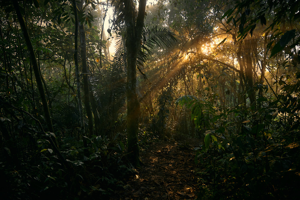 Rainforest No.1 Photography Art | Jared Clarke Photography