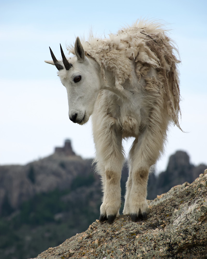 Tour Guide   Mountain Goat, Black Elk Peak, Custer State Park Photography Art | Josh Lien (@joshlien27)
