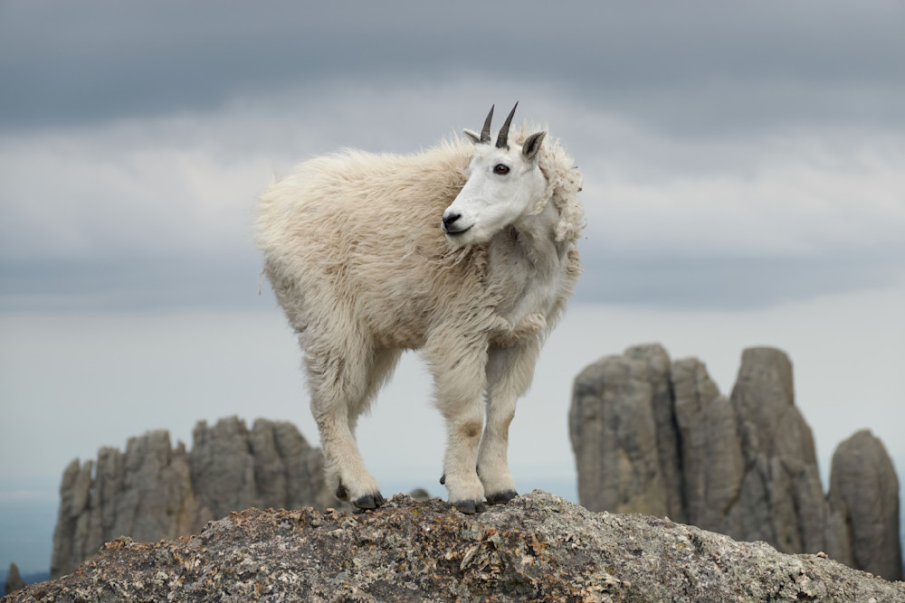 The Goat   Mountain Goat, Cathedral Spires, Custer State Park Photography Art | Josh Lien (@joshlien27)