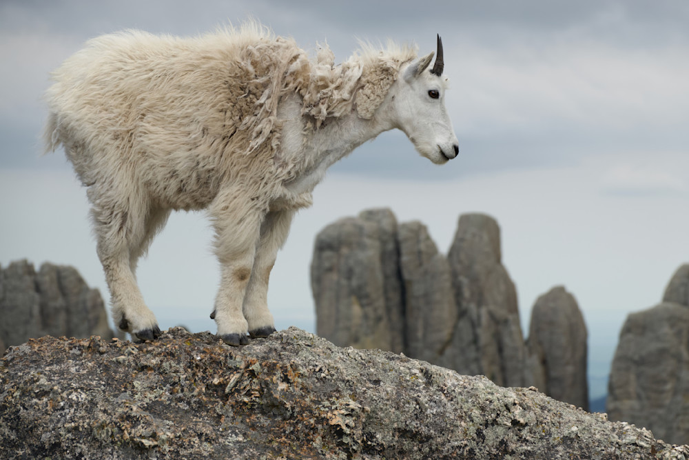 Goat Of The Hill   Mountain Goat, Cathedral Spires, Custer State Park Photography Art | Josh Lien (@joshlien27)