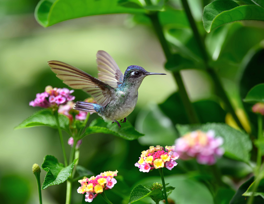 Violet Headed Hummingbird   Seeking Nectar  Photography Art | D. Noel Imagery
