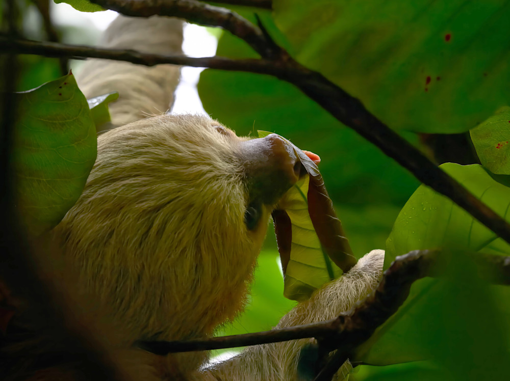 Two Toed Sloth   Licking Raindrops Photography Art | D. Noel Imagery
