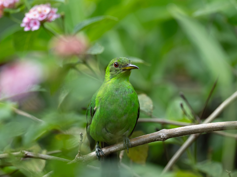 Green Honeycreeper   Sitting Pretty Photography Art | D. Noel Imagery