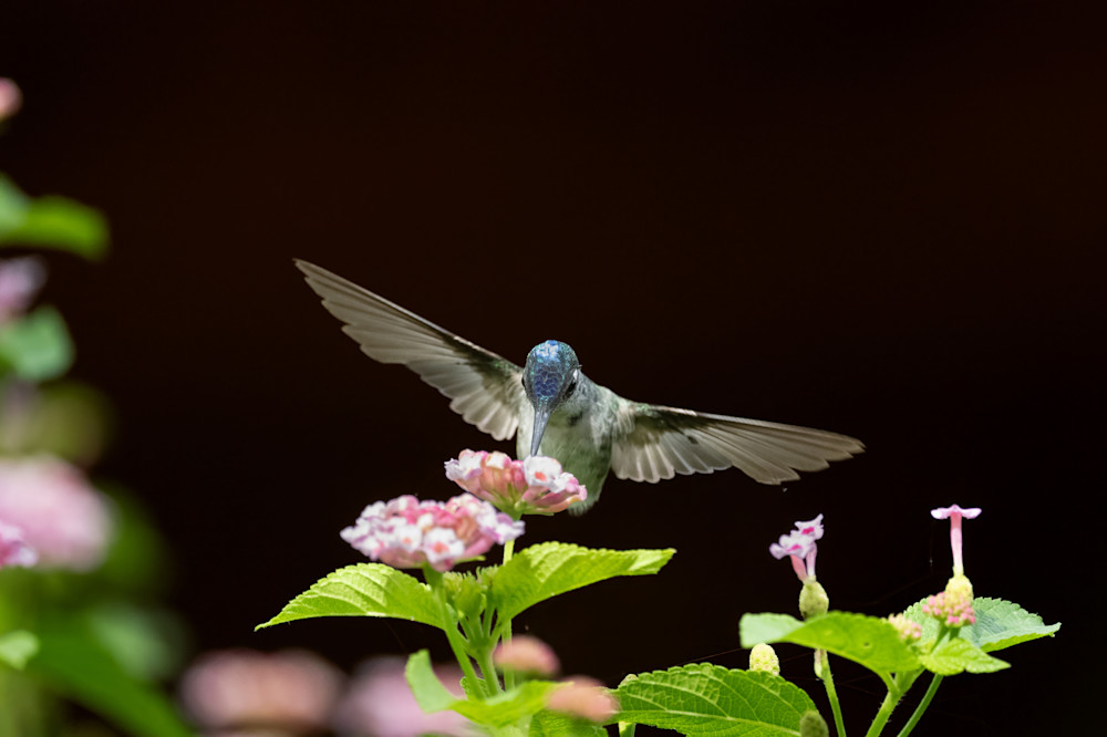 Violet Headed Hummingbird   Bejeweled Photography Art | D. Noel Imagery
