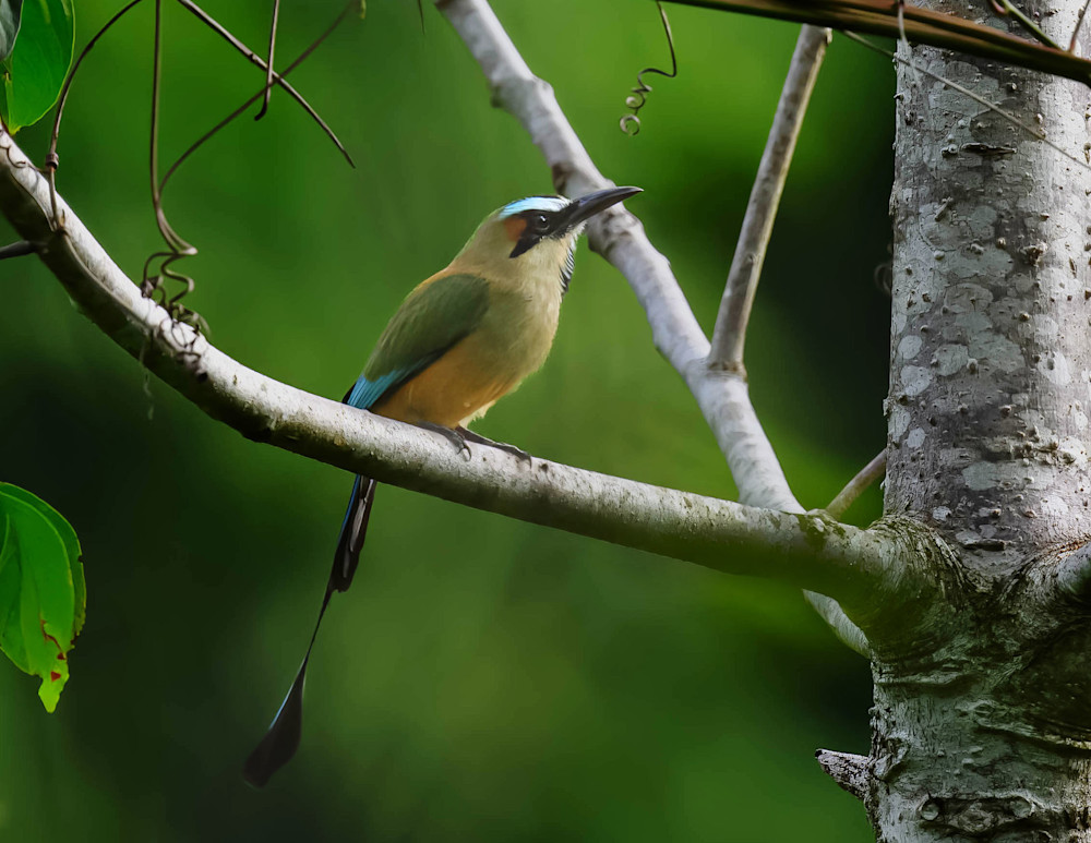 Turquoise Browed Motmot   Peaceful Perch Photography Art | D. Noel Imagery