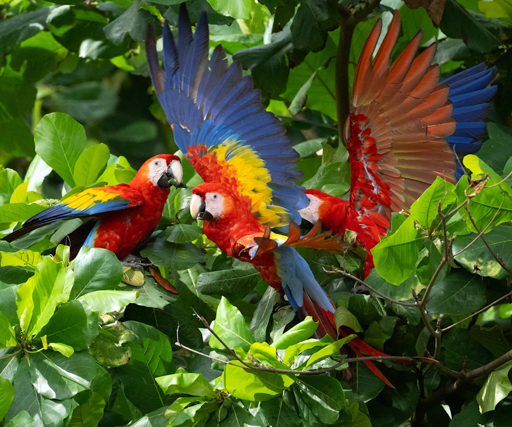 Scarlet Macaw   Vibrant Flight Photography Art | D. Noel Imagery
