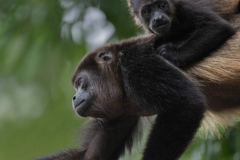Mantled Howler Monkey   Baby On Board Photography Art | D. Noel Imagery