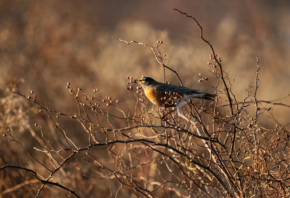 American Robin   Berries At Sunset Photography Art | D. Noel Imagery