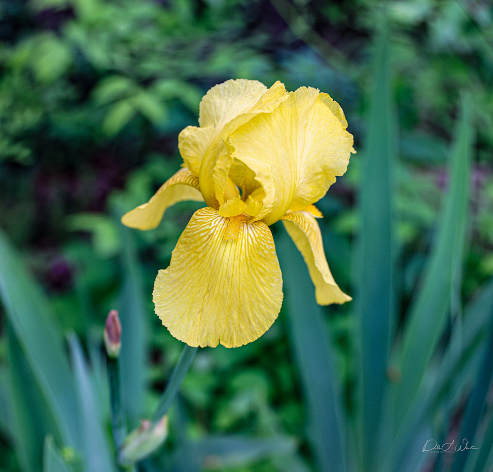 Temple Of The Yellow Iris Photography Art | Far Horizons Unlimited