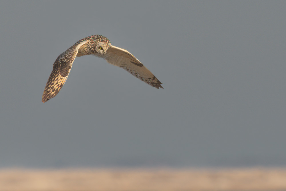 Short Eared Owl Photography Art | Monteux Gallery