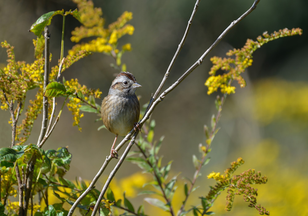 Swamp Sparrow   Ready For My Close Up Photography Art | D. Noel Imagery