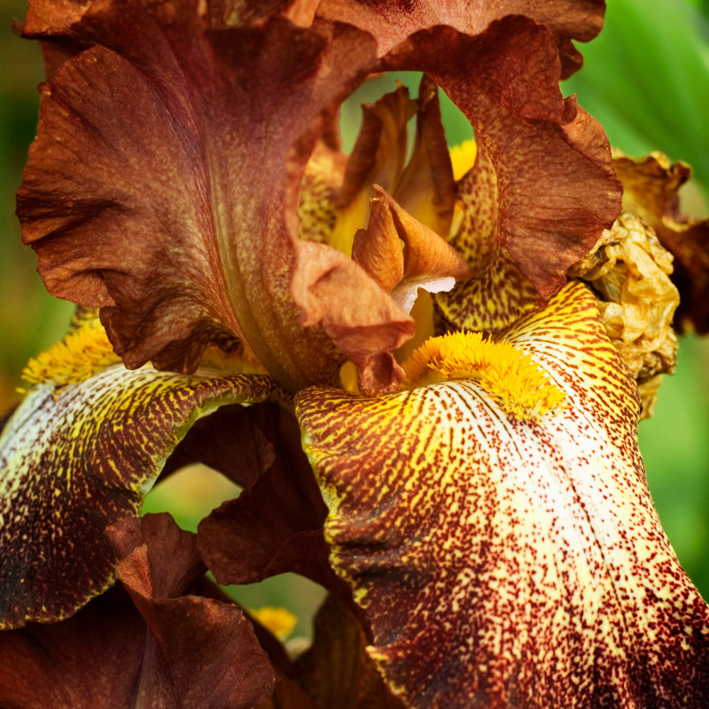 Burnt Umber Photography Art | Thomas Francisco Fine Art