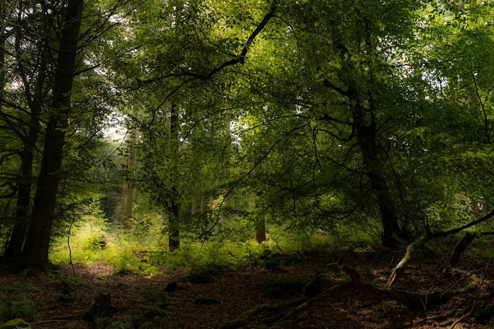 Woodland In The Sun Photography Art | Playful Gallery by Rob Harrison