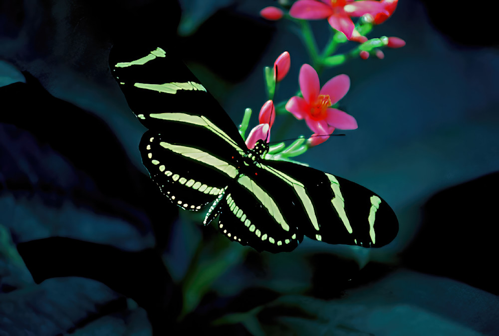 Butterfly Zebra Pink Flower 2515 Photography Art | Christina Rudman Photography