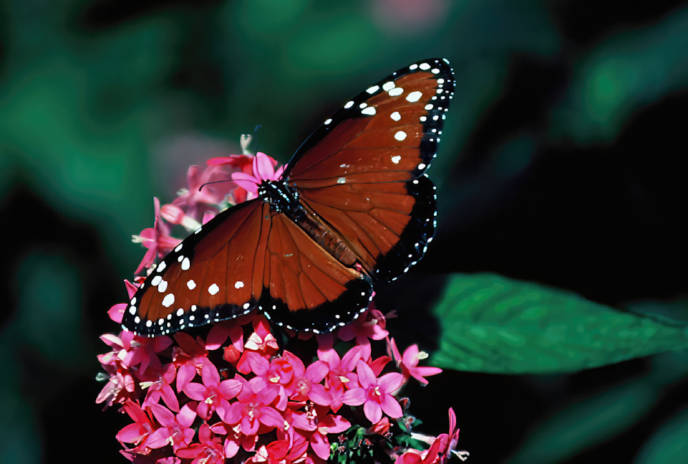 Butterfly Queen Pink Flower 4455 Photography Art | Christina Rudman Photography