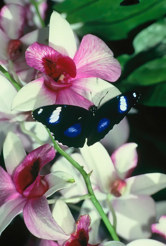 Butterfly Mimic Orchid 4491 Photography Art | Christina Rudman Photography